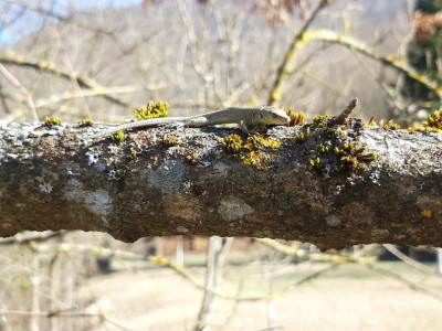 Lacerta viridis, juvenile